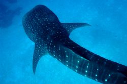Whale Shark - Maldives. D100 - Tried to see a different a... by Phil Lenz 